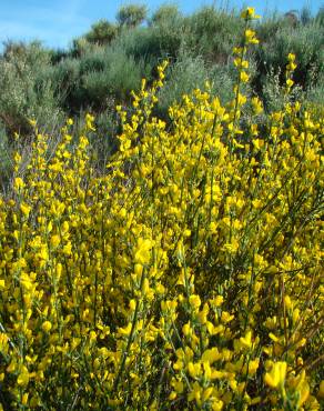 Fotografia 6 da espécie Genista hystrix no Jardim Botânico UTAD