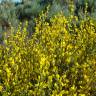 Fotografia 6 da espécie Genista hystrix do Jardim Botânico UTAD