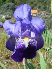 Fotografia da espécie Iris germanica