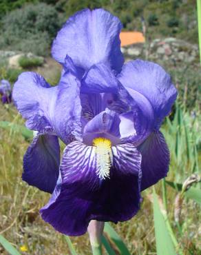 Fotografia 8 da espécie Iris germanica no Jardim Botânico UTAD