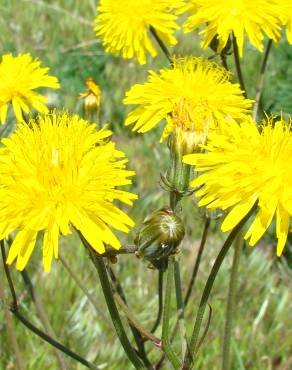 Fotografia 1 da espécie Crepis vesicaria subesp. taraxacifolia no Jardim Botânico UTAD