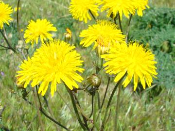 Fotografia da espécie Crepis vesicaria subesp. taraxacifolia