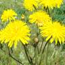 Fotografia 1 da espécie Crepis vesicaria subesp. taraxacifolia do Jardim Botânico UTAD