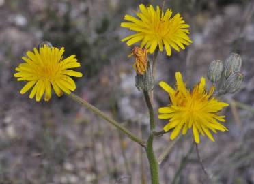 Fotografia da espécie Crepis vesicaria subesp. taraxacifolia