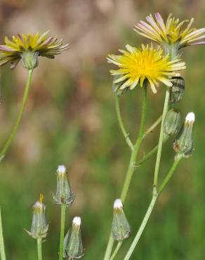 Fotografia 3 da espécie Crepis vesicaria subesp. taraxacifolia no Jardim Botânico UTAD