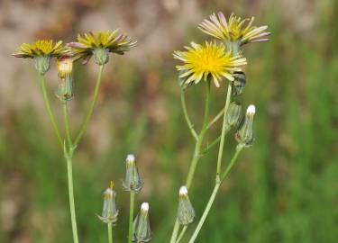 Fotografia da espécie Crepis vesicaria subesp. taraxacifolia