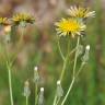 Fotografia 3 da espécie Crepis vesicaria subesp. taraxacifolia do Jardim Botânico UTAD