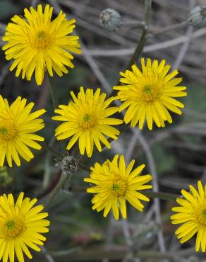 Fotografia 4 da espécie Crepis vesicaria subesp. taraxacifolia no Jardim Botânico UTAD