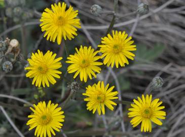 Fotografia da espécie Crepis vesicaria subesp. taraxacifolia