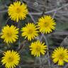 Fotografia 4 da espécie Crepis vesicaria subesp. taraxacifolia do Jardim Botânico UTAD