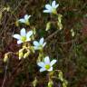 Fotografia 7 da espécie Saxifraga fragosoi do Jardim Botânico UTAD