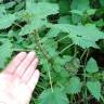 Fotografia 7 da espécie Urtica dioica do Jardim Botânico UTAD