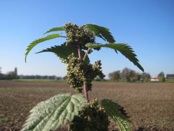 Fotografia da espécie Urtica dioica