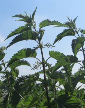 Fotografia 10 da espécie Urtica dioica no Jardim Botânico UTAD