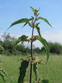 Fotografia da espécie Urtica dioica