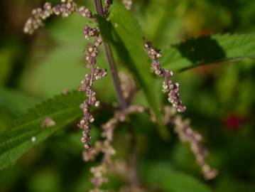 Fotografia da espécie Urtica dioica