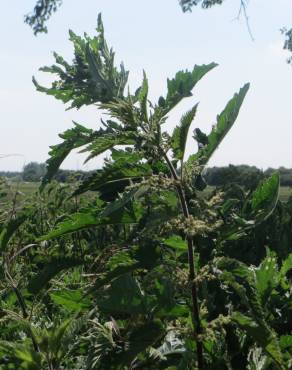 Fotografia 14 da espécie Urtica dioica no Jardim Botânico UTAD