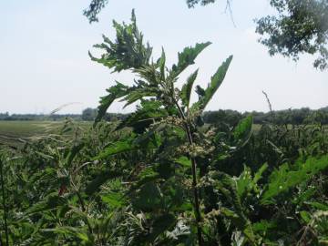 Fotografia da espécie Urtica dioica