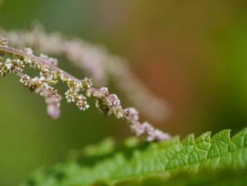 Fotografia da espécie Urtica dioica