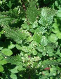 Fotografia da espécie Urtica urens