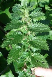 Fotografia da espécie Urtica urens