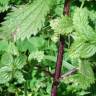 Fotografia 13 da espécie Urtica urens do Jardim Botânico UTAD