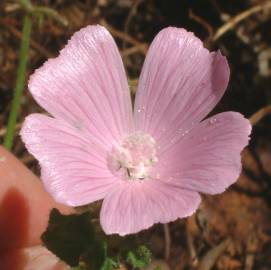 Fotografia da espécie Malva hispanica