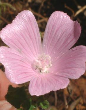 Fotografia 3 da espécie Malva hispanica no Jardim Botânico UTAD