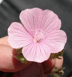 Fotografia da espécie Malva hispanica