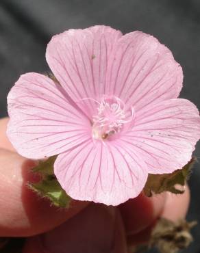 Fotografia 4 da espécie Malva hispanica no Jardim Botânico UTAD