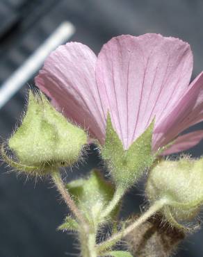 Fotografia 6 da espécie Malva hispanica no Jardim Botânico UTAD