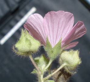 Fotografia da espécie Malva hispanica