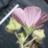 Fotografia 6 da espécie Malva hispanica do Jardim Botânico UTAD