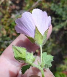 Fotografia da espécie Malva hispanica