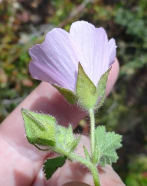 Fotografia 8 da espécie Malva hispanica no Jardim Botânico UTAD