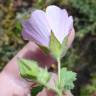 Fotografia 8 da espécie Malva hispanica do Jardim Botânico UTAD