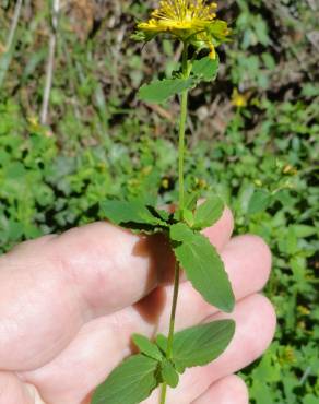 Fotografia 3 da espécie Hypericum undulatum no Jardim Botânico UTAD