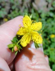 Hypericum undulatum