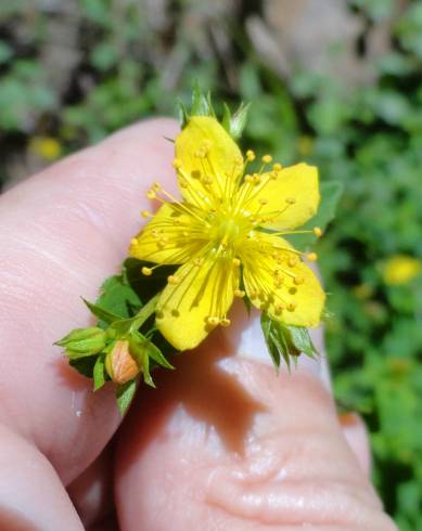 Fotografia de capa Hypericum undulatum - do Jardim Botânico