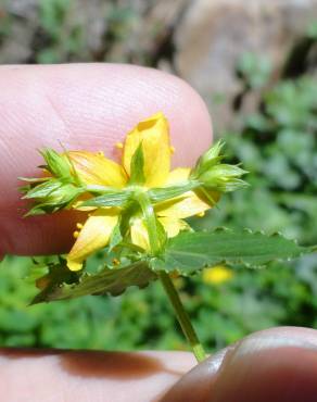 Fotografia 4 da espécie Hypericum undulatum no Jardim Botânico UTAD