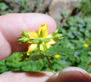 Fotografia da espécie Hypericum undulatum