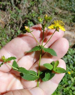 Fotografia 7 da espécie Hypericum undulatum no Jardim Botânico UTAD