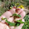 Fotografia 7 da espécie Hypericum undulatum do Jardim Botânico UTAD