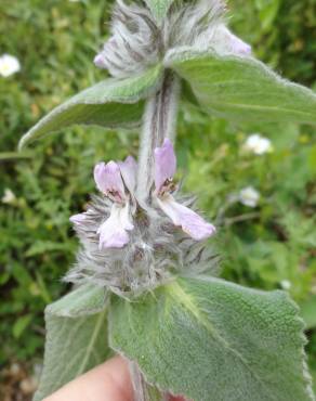 Fotografia 5 da espécie Stachys germanica no Jardim Botânico UTAD