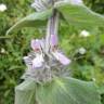 Fotografia 5 da espécie Stachys germanica do Jardim Botânico UTAD