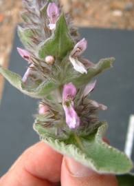 Fotografia da espécie Stachys germanica