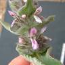 Fotografia 7 da espécie Stachys germanica do Jardim Botânico UTAD