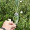 Fotografia 8 da espécie Stachys germanica do Jardim Botânico UTAD