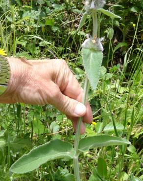 Fotografia 10 da espécie Stachys germanica no Jardim Botânico UTAD