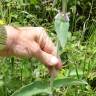 Fotografia 10 da espécie Stachys germanica do Jardim Botânico UTAD